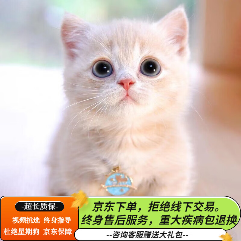 咯咪纯种曼基康矮脚猫幼猫宠物猫乳白起司英短蓝白猫咪活体招财猫
