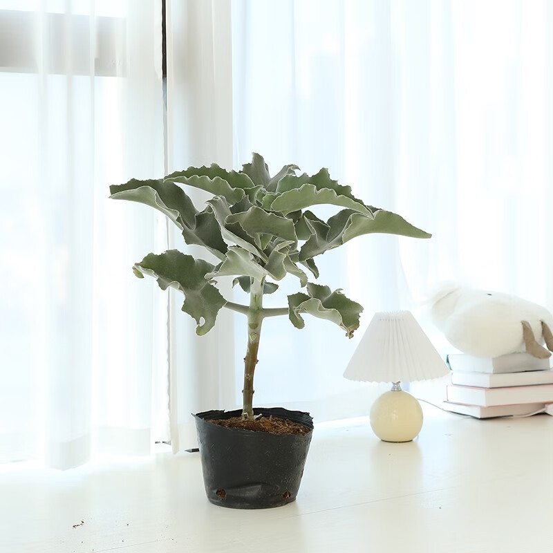 素蜜仙女之舞盆栽多肉耐旱室内植物好养四季绿植送女生闺蜜高颜值礼物