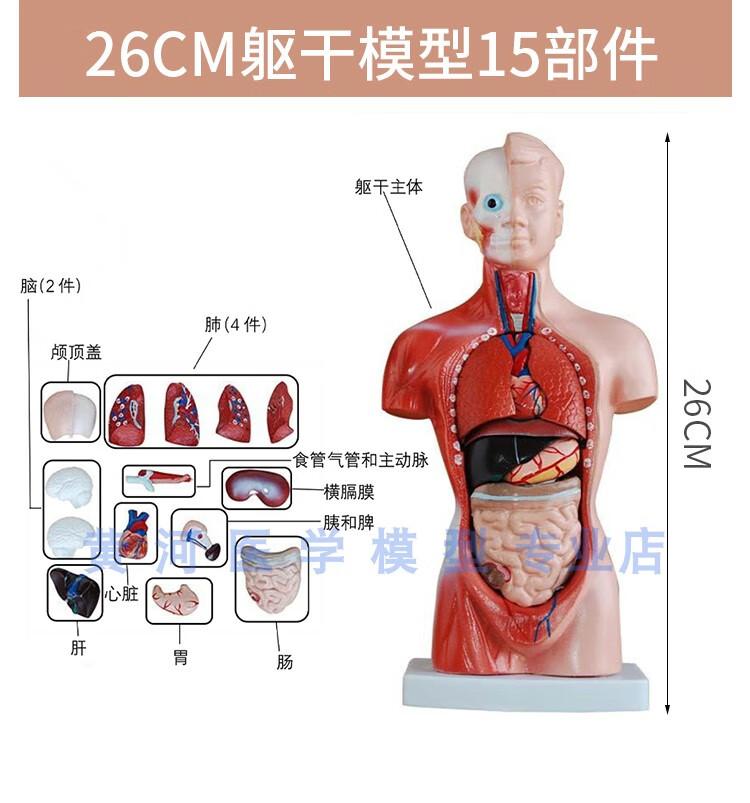儿童玩具内脏大脑心脏躯干模特教学拆卸拼图 26cm男性躯干可拆15件