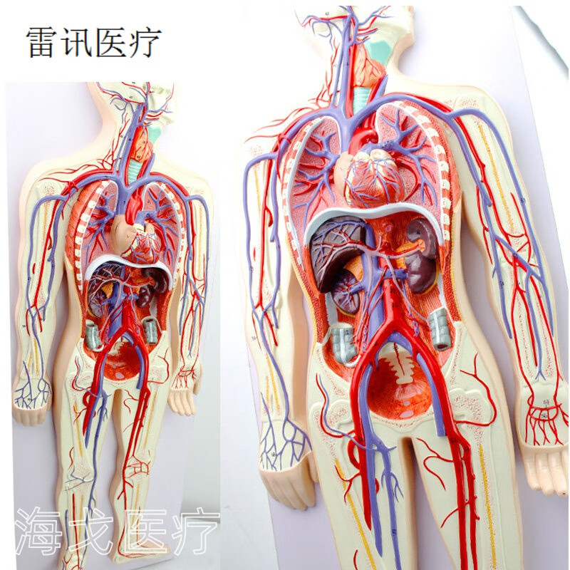 医学人体血液循环系统模型内脏心脏器官血管动脉神经系统解剖教具