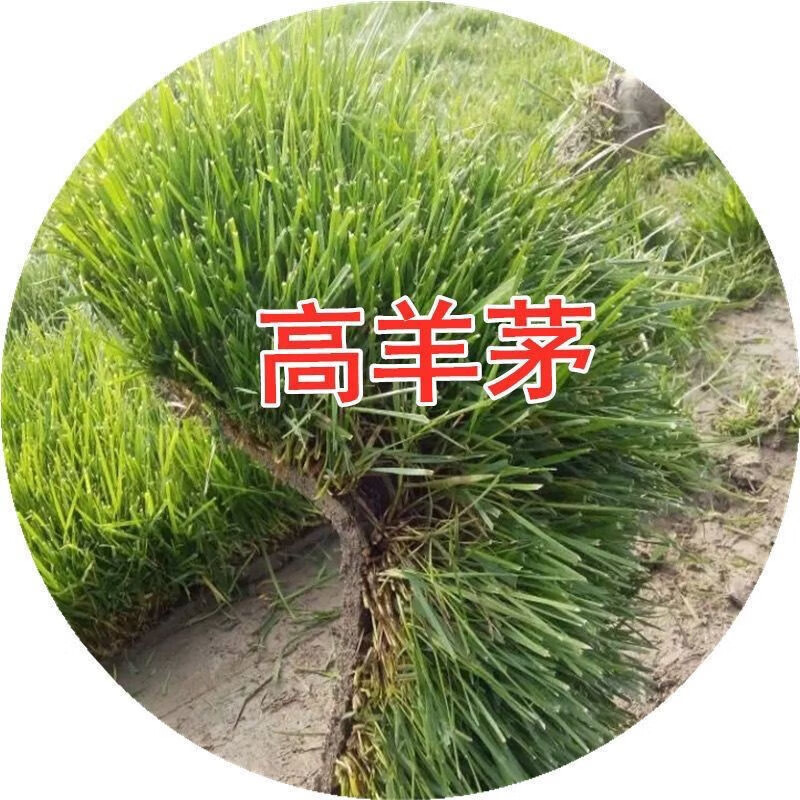 进口草籽草皮果岭草早熟禾高羊茅狗牙根剪股颖四季青全净籽草坪种子