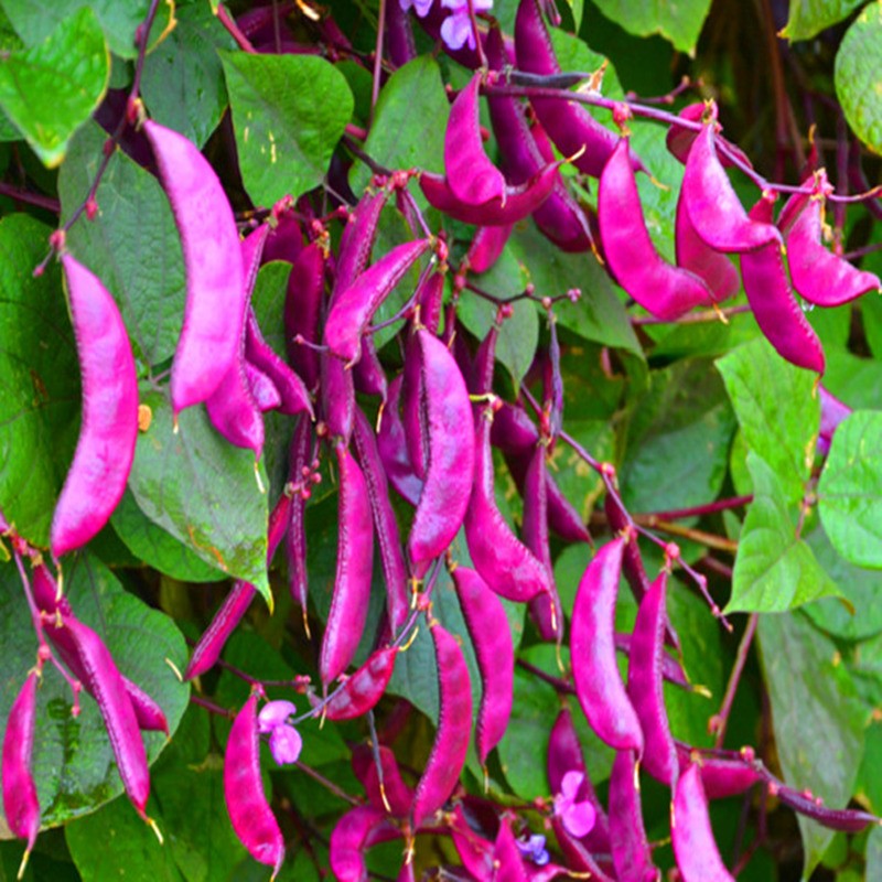 一播大地 农家扁豆种子家庭菜园栽培 种植简单 紫扁豆种子原包装