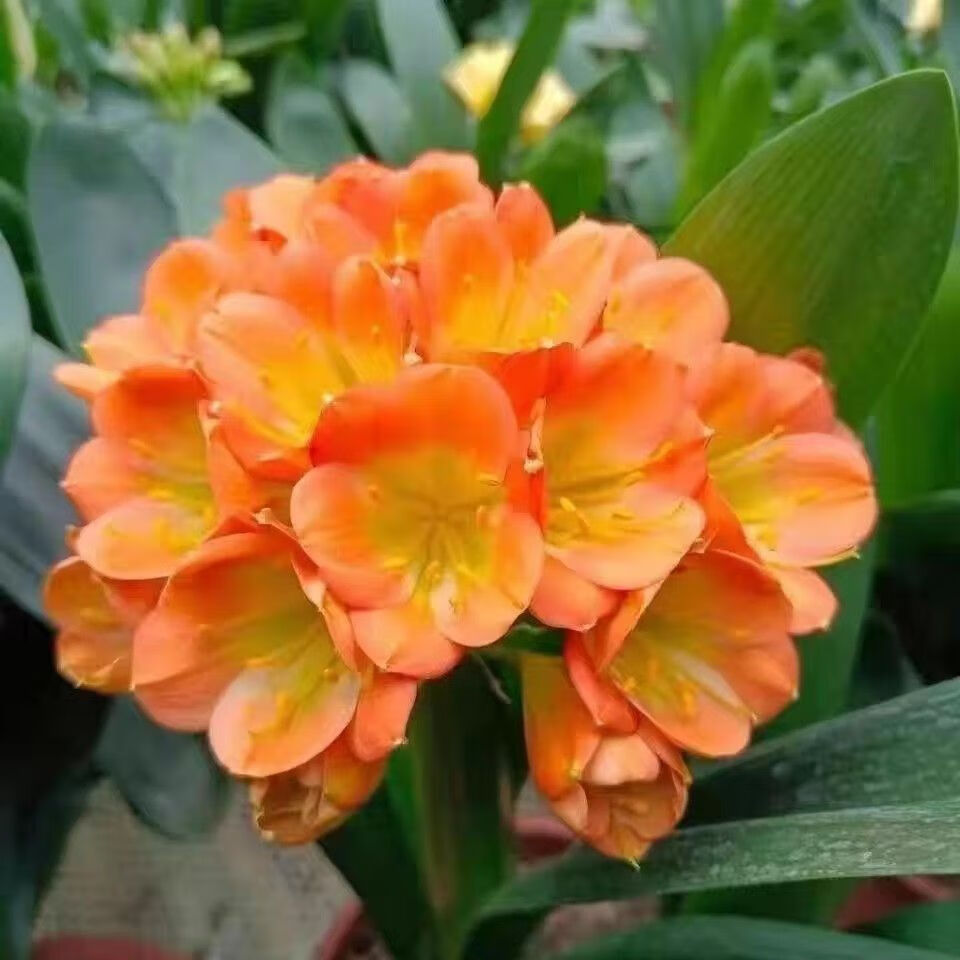 素蜜鞍山精品君子兰狮子头苗珍珠麻脸坑纹刚板室内花卉基地一手货源