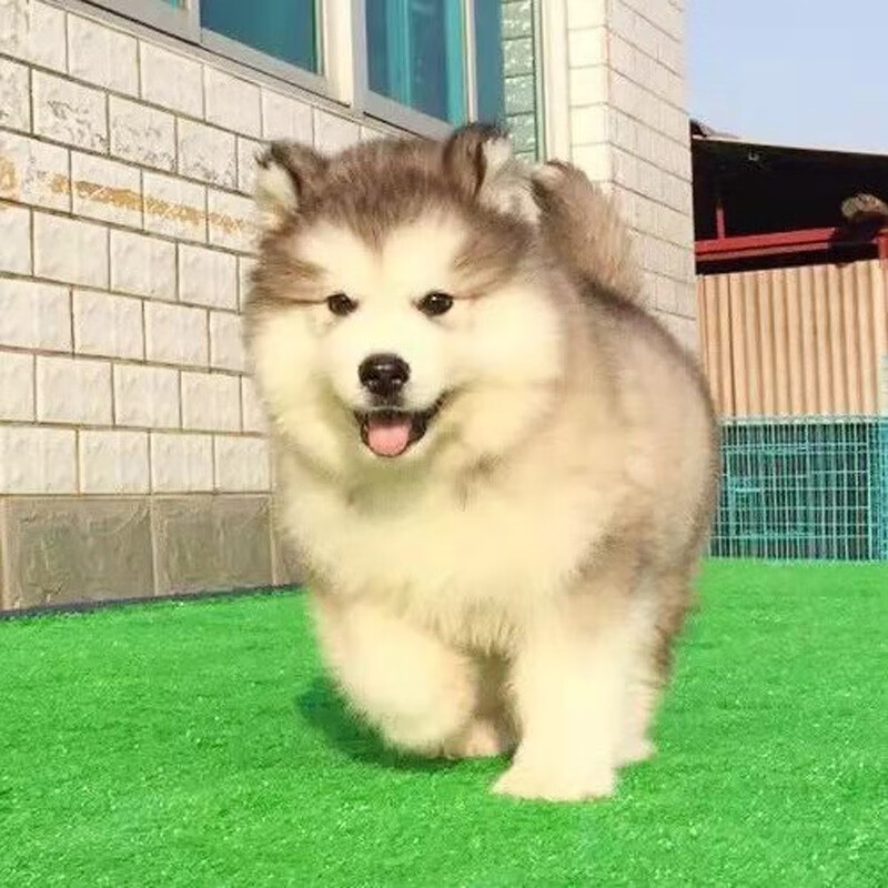纯种阿拉斯加幼犬阿拉斯加犬巨型犬大型犬狗狗活体宠物狗幼崽雪橇犬熊