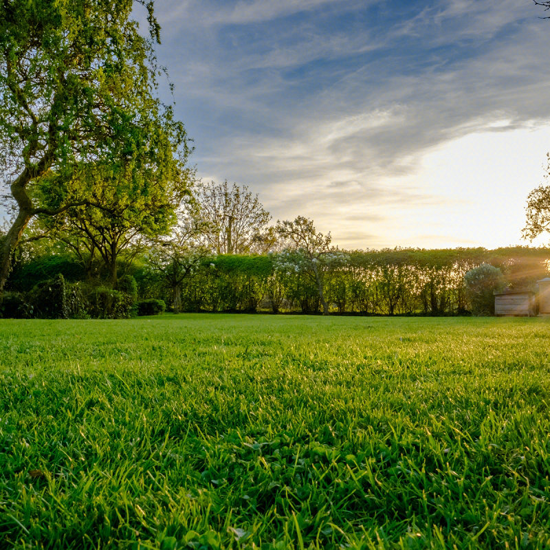 百萌潘多拉盖播黑麦草种子500克秋季种庭院草坪护坡草籽绿化草坪种子