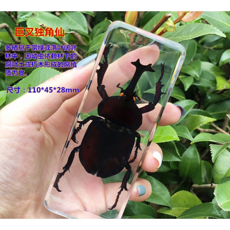 创意礼品幼儿园真实昆虫标本树脂动物标本真虫 米白色 精品巨叉独角仙