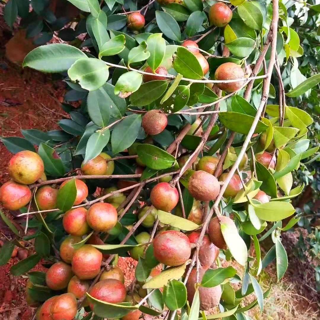 槿骁江西油茶苗山茶油油茶树苗杯苗营养袋带土高产嫁接南方种植茶油树