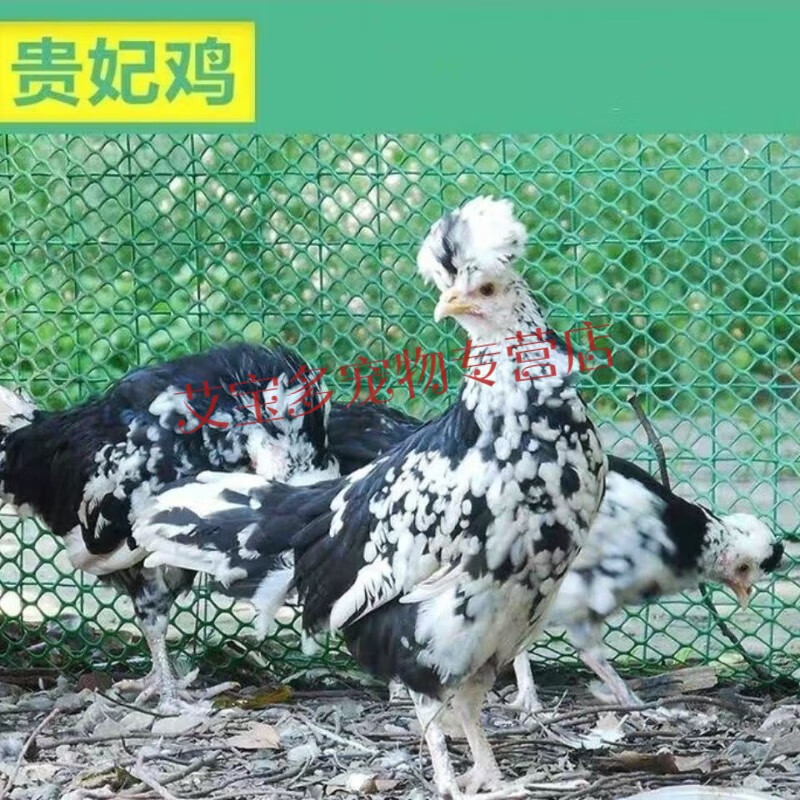 两只一对贵妃鸡活体鲜活贵妃公鸡母鸡包活到家 1只母鸡 公 1只母鸡