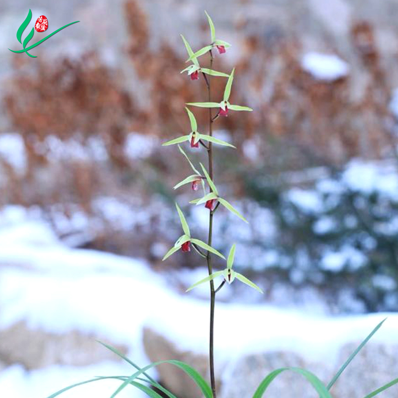 细叶寒兰兰花雪中红浓香花卉盆景盆栽土绿植兰带草植物花苞名贵苗