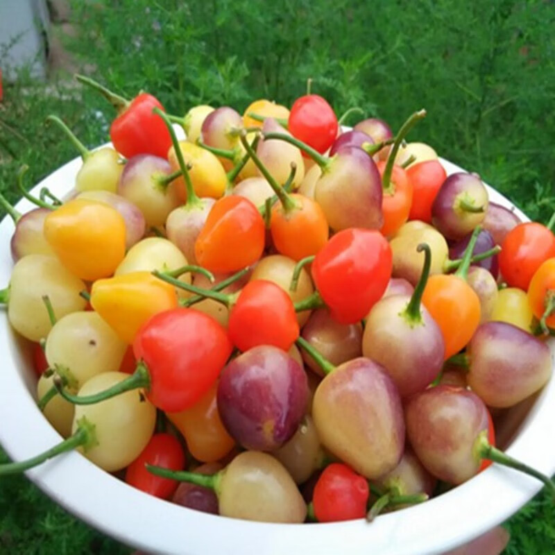 五彩泡椒种子五色椒种子 辣椒种子盆栽四季种七彩腌制泡椒种子 辣泡椒