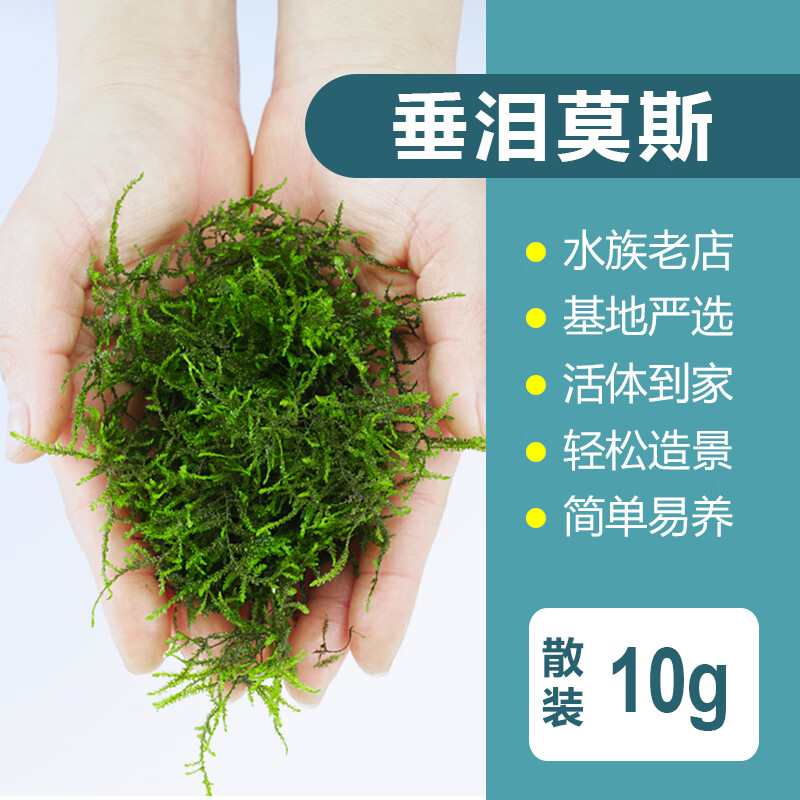 大三角垂泪慕斯树定植网片绑沉木杜鹃根鱼缸造景 散装垂泪莫斯10克