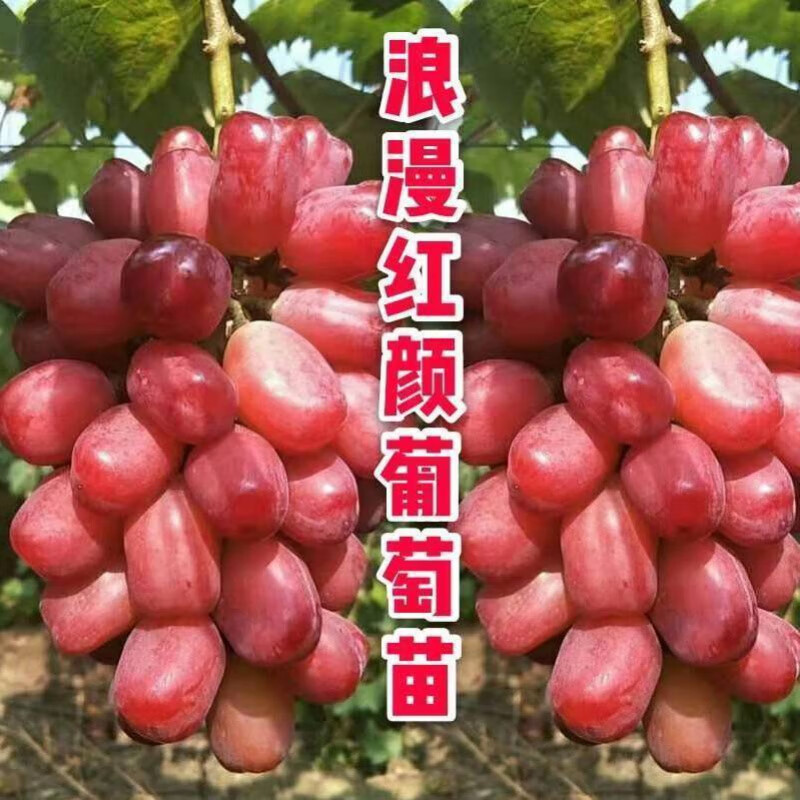 四季嫁接爬藤盆栽地栽庭院南北方 果树苗 当年结果 葡萄苗 浪漫红颜 3