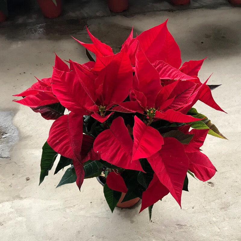 苏艺缘一品红盆栽花卉 圣诞花万年红室内盆景一品红彩叶植物 一盆