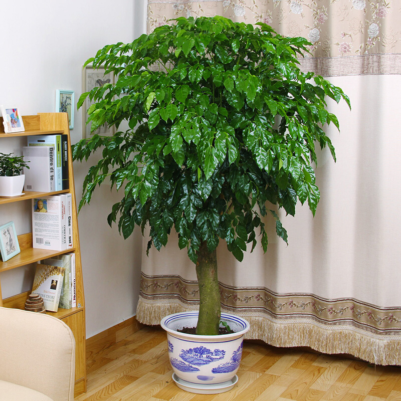 稳匠大型绿植四季常青幸福树盆栽 绿植平安树发财树植物室内净化空气