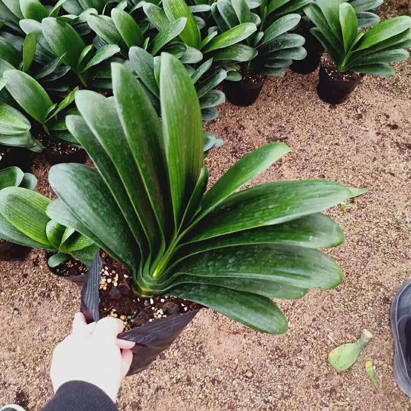 君子兰盆栽精品绿植花卉植物室内圆头和尚四季带花苞大苗当年开 包成活4-5片叶+生根粉 不含盆