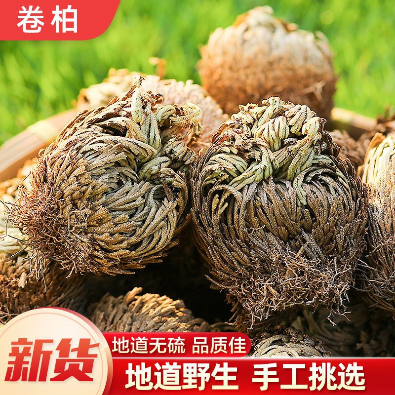 福顺德九死还魂草种苗 不死草中药材还阳草卷柏密罗木南非凤凰草种子