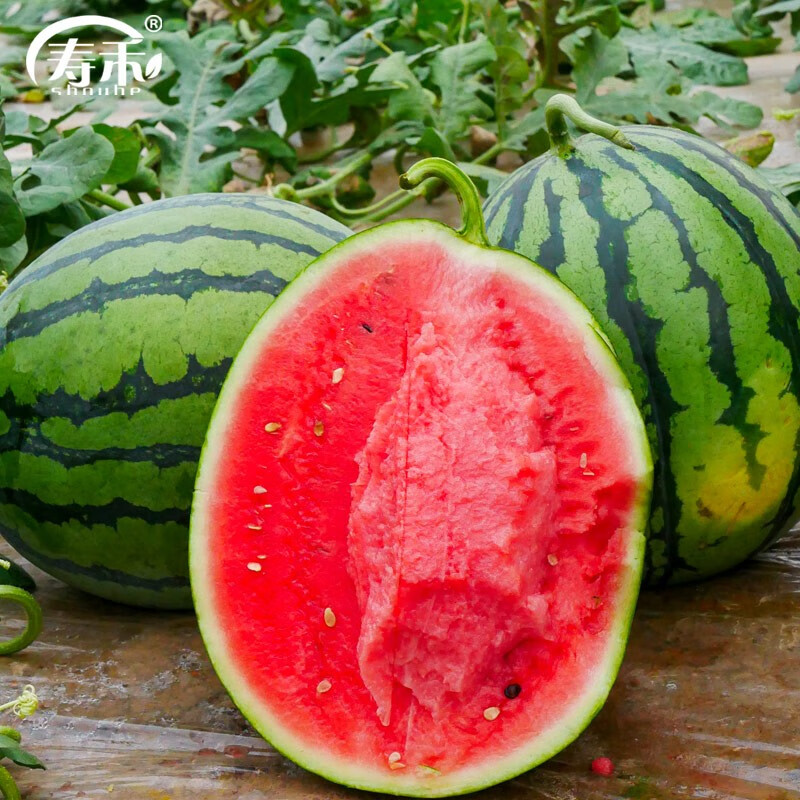 寿禾 甜王西瓜种子春冬季山东老品种 寿禾甜王西瓜种子50粒