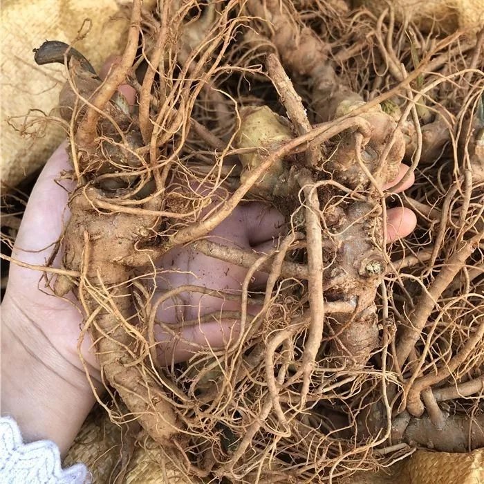 文山鲜三七现挖新鲜三七活三七泡酒煲汤生田七煲鸡文山三七整颗 4个