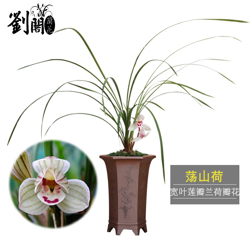 劉閣蘭花莲瓣兰正格荷瓣荡山荷 室内花卉绿植盆栽 冬带花苞出售 2苗