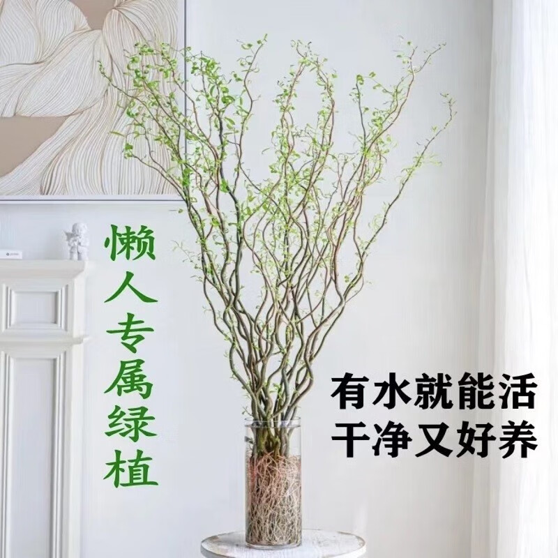龙柳干枝水插花水培鲜花室内客厅阳台观花鲜枝水养年宵花卉植物 10枝使用感如何?