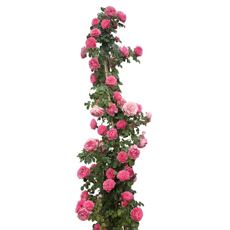 蔷薇花苗藤本月季大花浓香庭院爬藤植物花卉盆栽阳台玫瑰爬墙四季 小女孩【款,,四季循环开花】 含盆