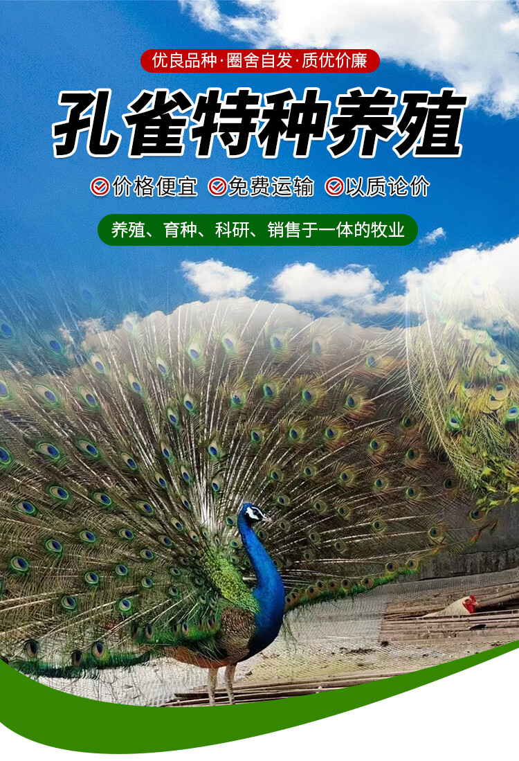 泉诗畅孔雀苗公母一对活物小孔雀幼鸟成体篮孔雀观赏活孔雀幼苗 大小