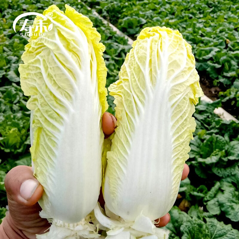 寿禾高山娃娃菜种子黄金黄心白菜种山东家庭冬季秋四季种植蔬菜种籽夏