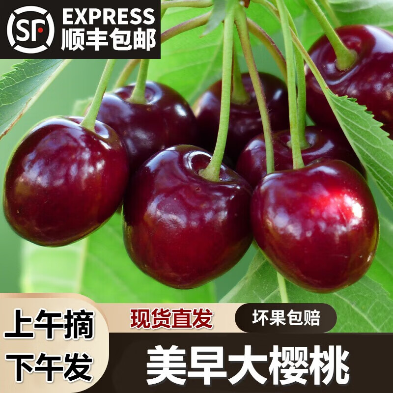 水果蔬菜辽宁大连美早大樱桃头茬新鲜水果国产车厘子当季现摘现发孕妇