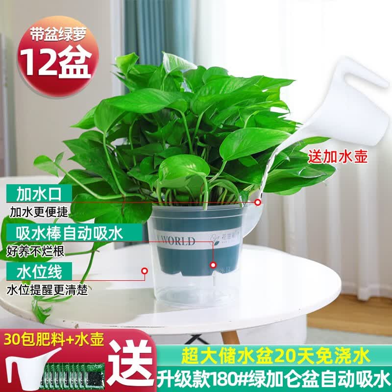 星落园大绿萝盆栽室内植物吸除甲醛净化空气花卉水培绿植长藤绿箩去甲醛 12盆升级180#绿加仑吸水+壶+30肥怎么看?