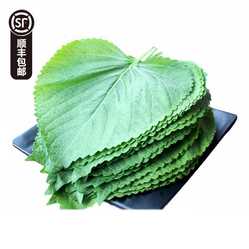 zxc苏子叶新鲜 韩国烤肉包饭叶 日式料理紫苏菜叶 顺丰 250g