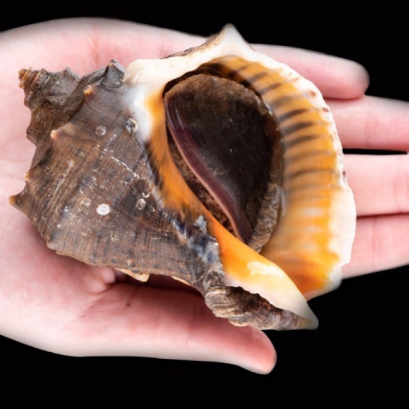 鲜活大海螺超肥海捕红里螺现捞现发东风螺连云港贝类海鲜批发 一斤