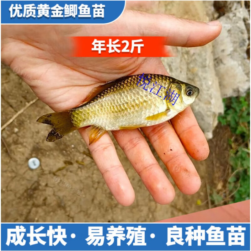 中科35号鲫鱼特大板黄金鲫鱼苗工程高背湘云土鲫鱼苗淡水养殖食用