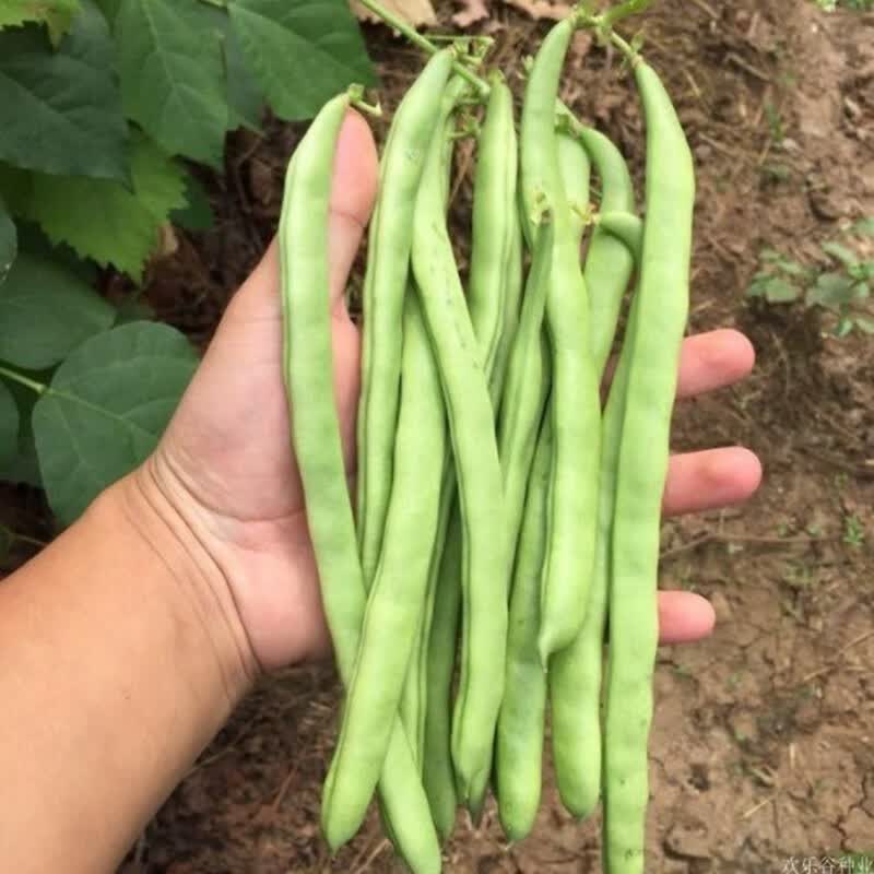 泰国无筋架豆种子长芸豆菜豆青豆高产春季秋冬四季菜种子盆栽豆角籽