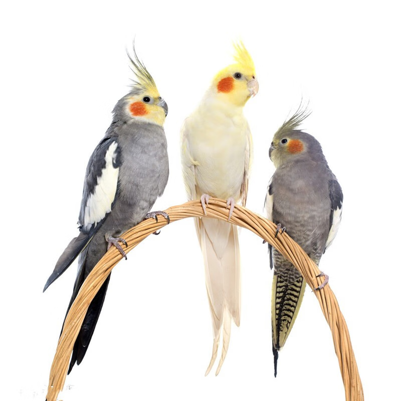 京东异宠活体价格走势图哪里看|异宠活体价格历史