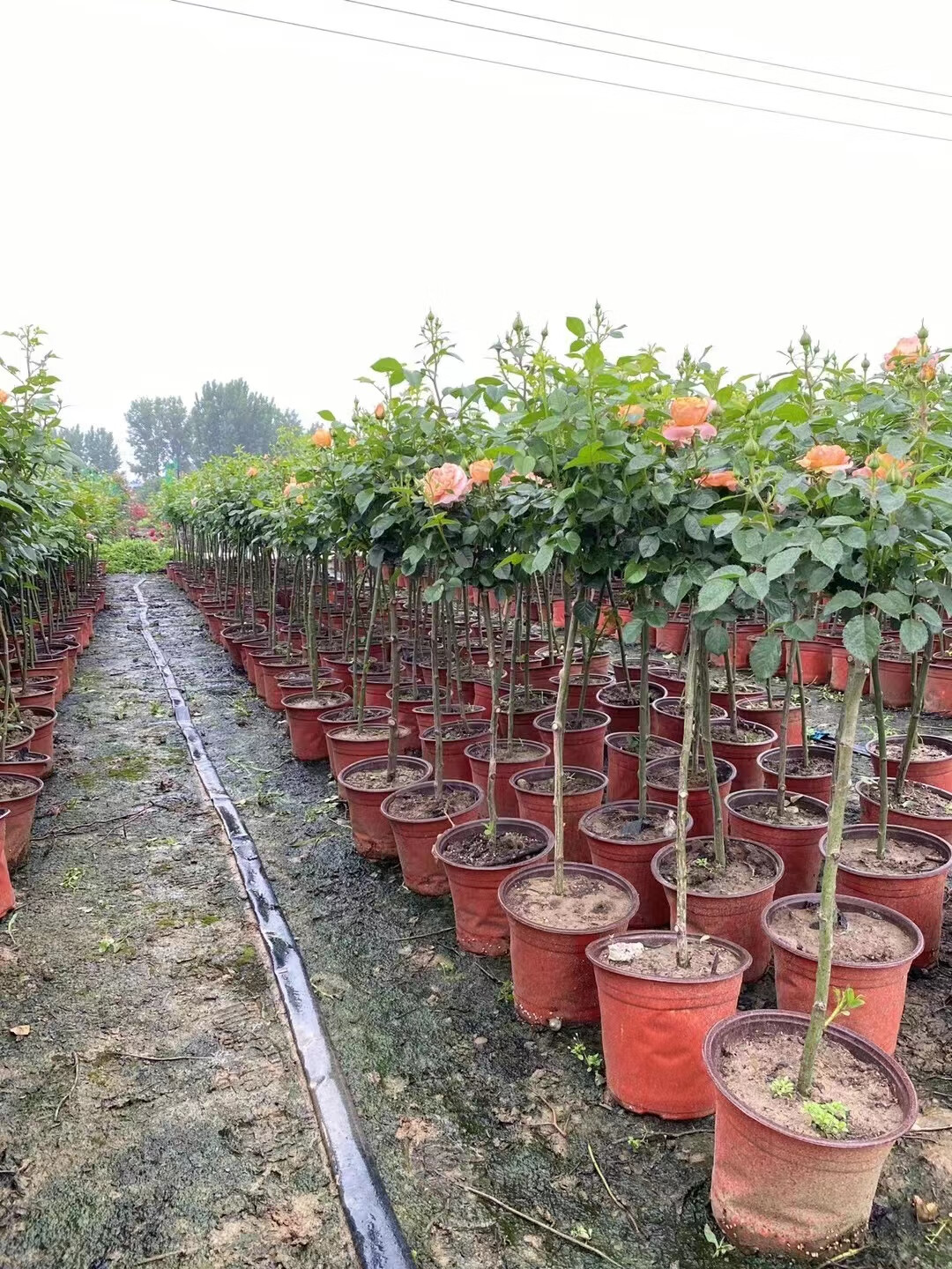 德骊嘉棒棒糖树状月季(四棵)四季开花阳台庭院浓香灌木红色粉色好养