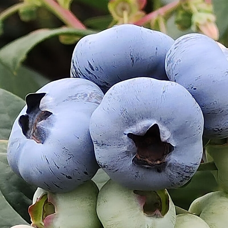 膳蓝鲜【脆甜玫瑰花香新品种蓝莓】云南露天l25新鲜整箱水果顺丰空运