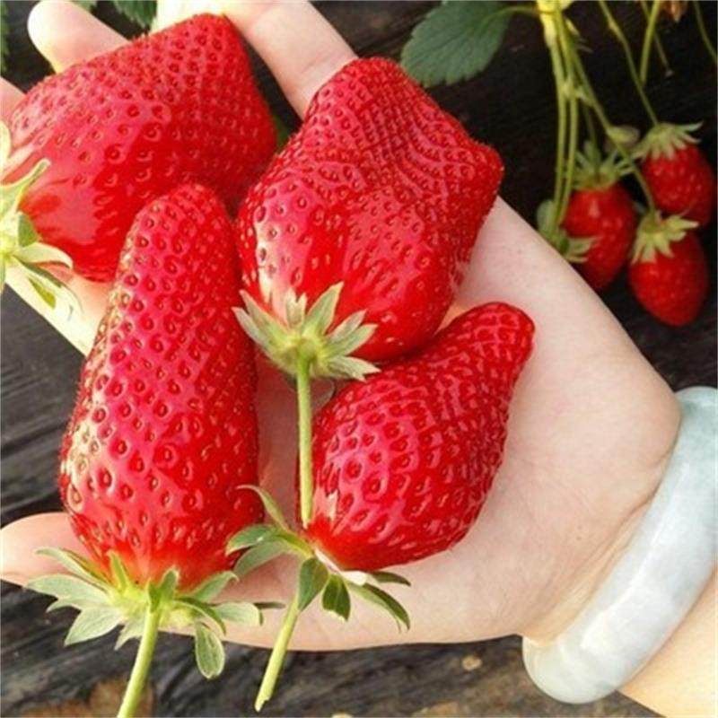 四季草莓苗南北方种植红颜奶油草莓盆栽地栽阳台庭院种植结果苗甜查理草莓 20棵 15cm(含)-30cm(不含)