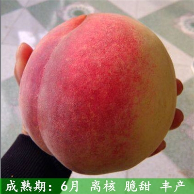 新品种地栽水蜜桃冬桃树果苗雪桃桃子树苗特大早熟 大红桃(4年嫁接苗)