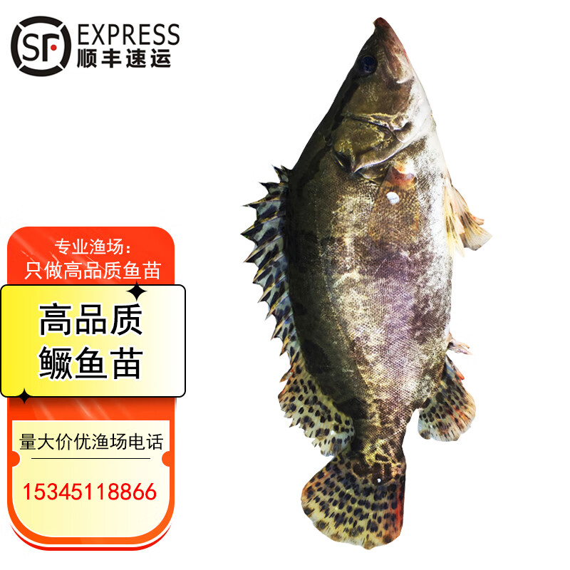 【顺丰】鳜鱼苗桂鱼苗贵鱼苗桂鱼翘嘴鲑季花鱼归鱼食用肉食性路亚凶猛
