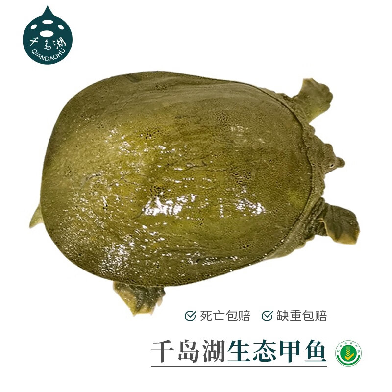 千岛湖外塘生态食用小甲鱼鲜活水产 童子鳖马蹄鳖小王八团鱼350g