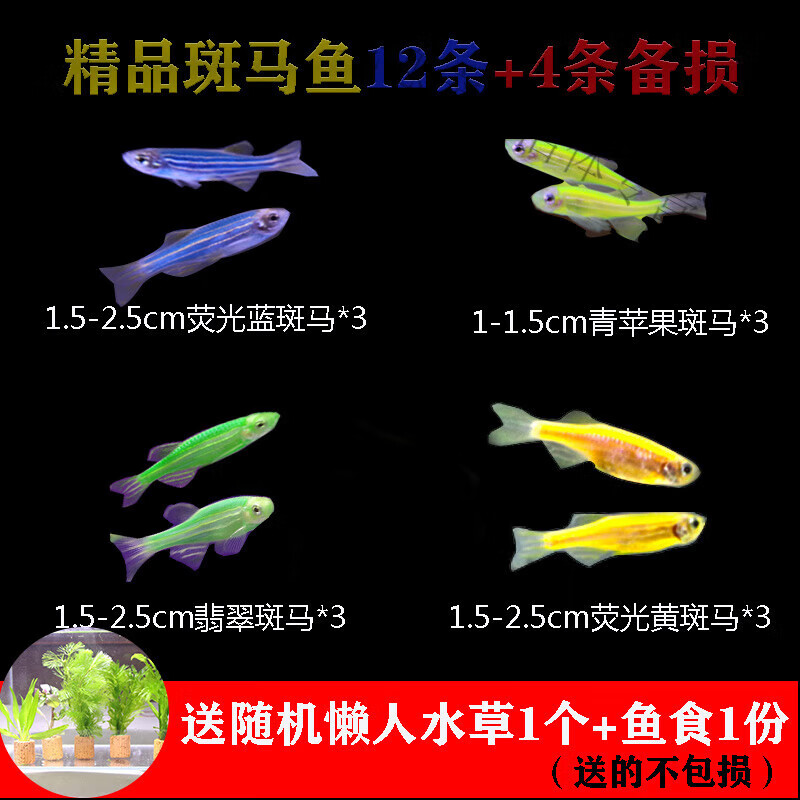 忘己小型观赏鱼斑马蝶翼闯缸练手鱼冷水淡水新手鱼水草鱼灯科鱼冷水鱼 精品斑马鱼套餐 送4条备损