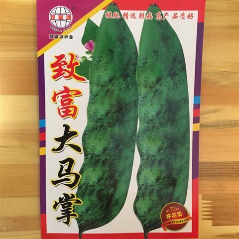 【精选】大马掌种籽新籽东北油豆角种子蓝马掌宽油豆红马掌大油豆 大