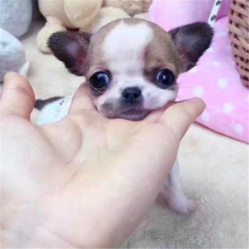 纯种超小型茶杯犬吉娃娃幼犬活体长不大袖珍苹果头吉娃娃宠物狗狗