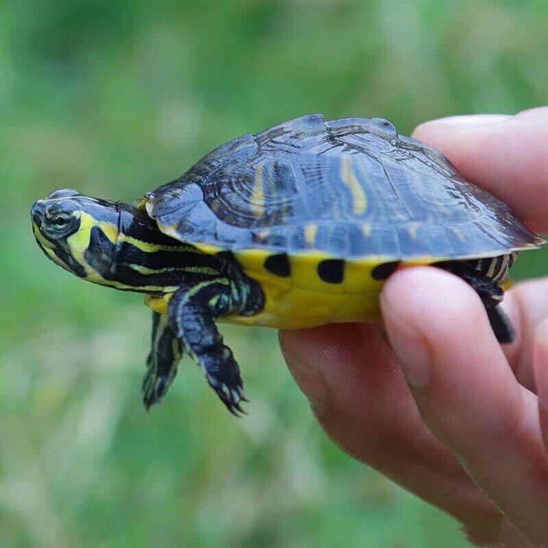 [深水龟]黄耳乌龟活体冷水长寿龟家养宠物观赏小乌龟招财黄耳吃粪淡水