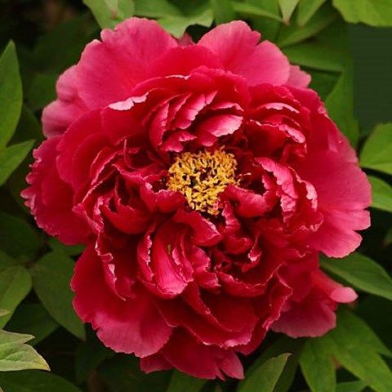 混色牡丹花种子芍药花四季播种室内阳台盆栽庭院绿植花卉 中国红牡丹