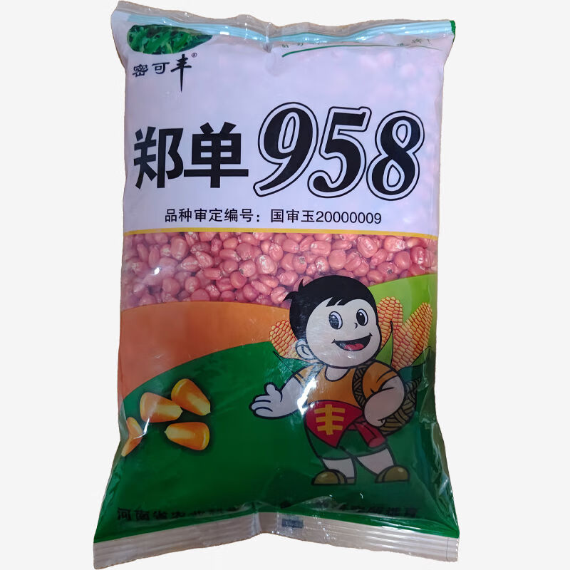 细辛批发抗旱矮杆大棒苞米种子新郑单958三系国审高产杂交玉米种大全