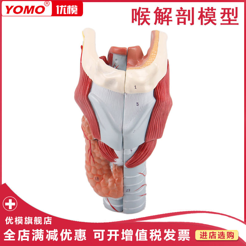 优模 喉解剖模型 喉结构与功能放大模型可拆分 人体解剖模型 喉结构