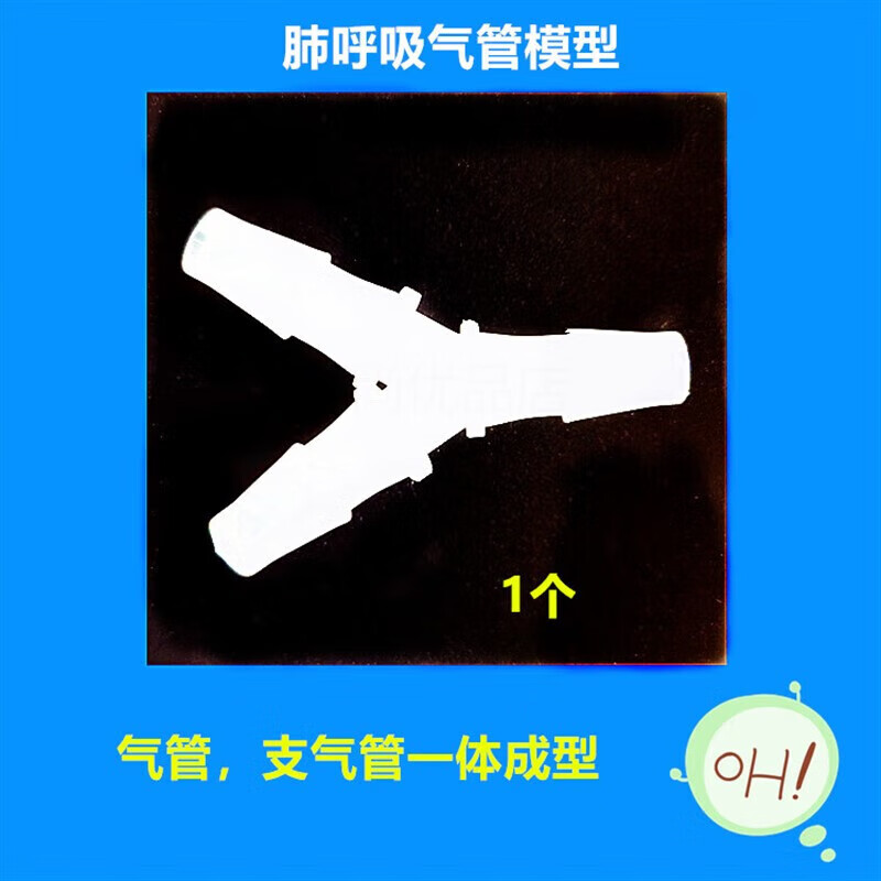 学生实验肺呼吸模型初中生物diy人体器官膈肋间肌舒缩胸腔变化运 肺