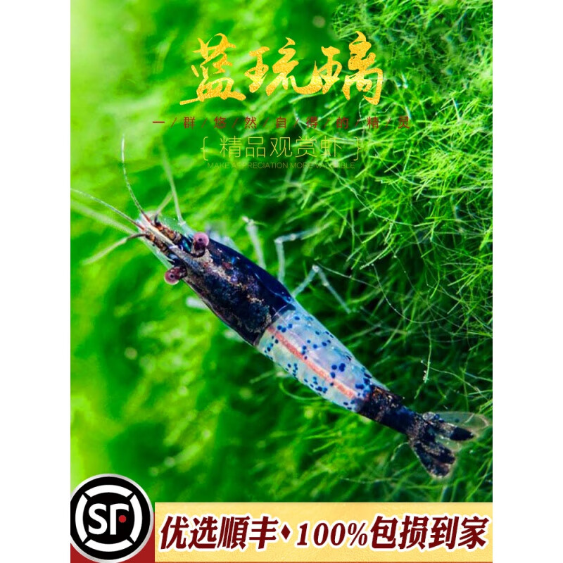 oimg梦幻蓝琉璃虾水草缸宠物虾米淡水米虾观赏虾红琉璃除藻工具虾活体