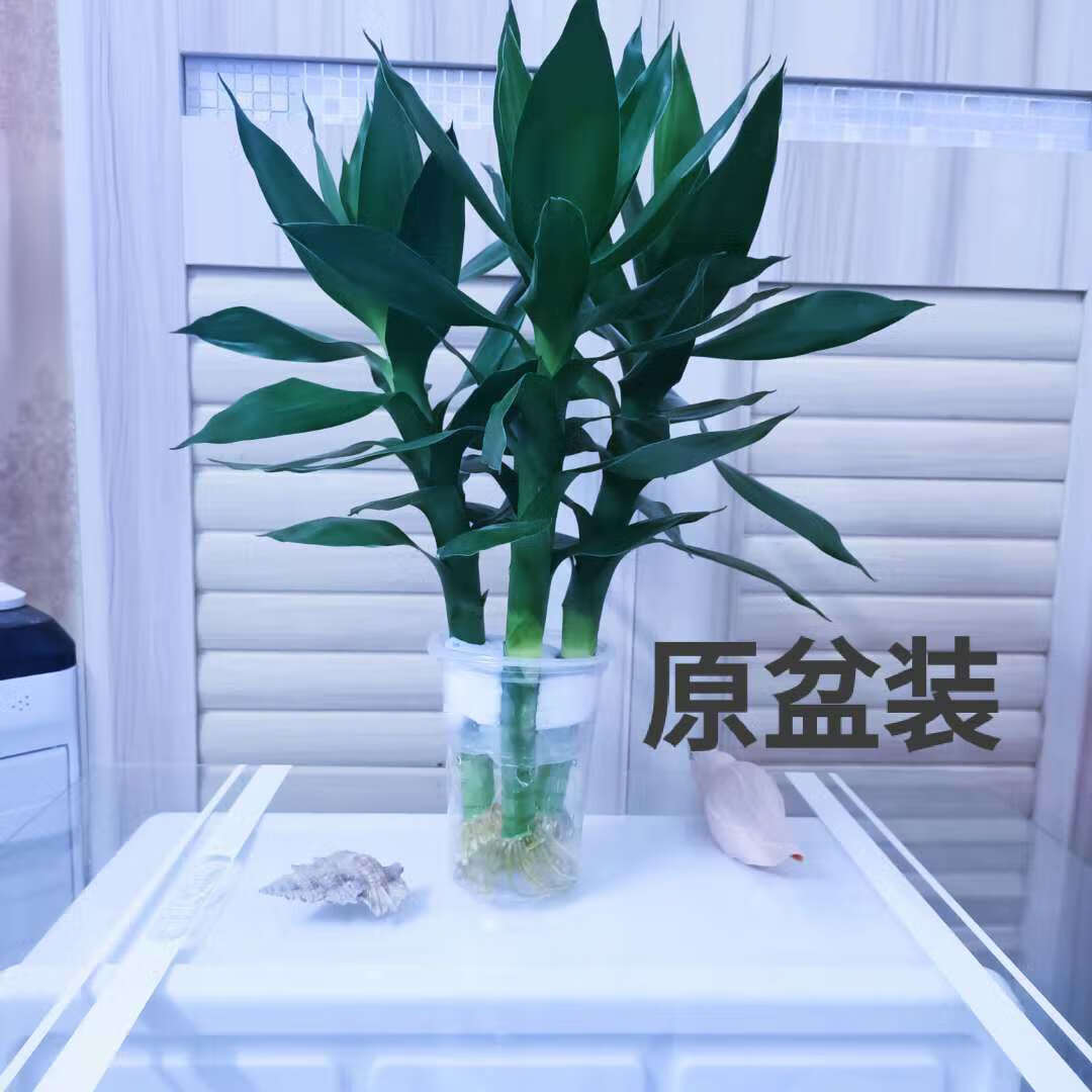 铭驰云观音竹水培富贵竹绿植好养室内客厅四季常绿净化空气 观音竹3棵+一次性塑料杯怎么看?